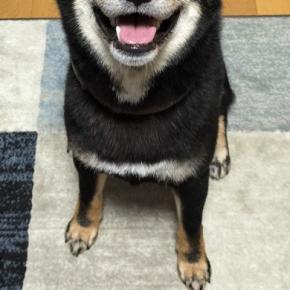 ニコニコ笑顔を浮かべるかわいい犬→『おやつ』を見せた瞬間に…もはや原型を留めていない『変化』に反響　まるで別の生き物のような違いにほっこり