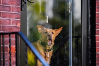 窓の外に吠える犬