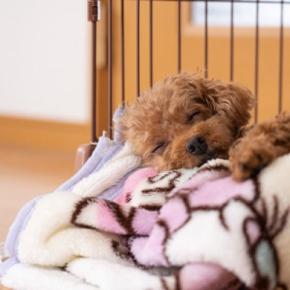 犬が室内で『快適に過ごせる場所』とは？居心地が悪いと思ってしまう部屋の特徴までご紹介