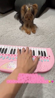 飼い主がおもちゃのピアノを弾いている姿を見つめる犬