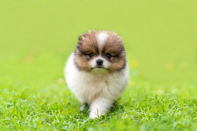 芝生の上を元気に歩く犬