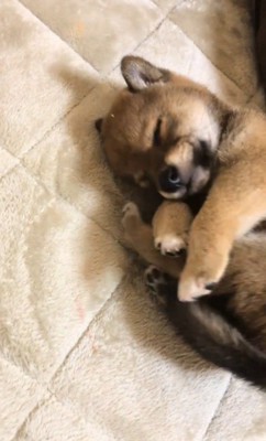 シーツの上で丸まって眠る子犬