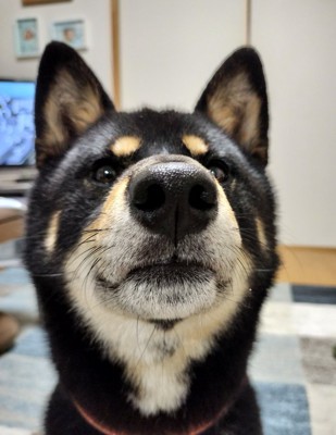 証明写真