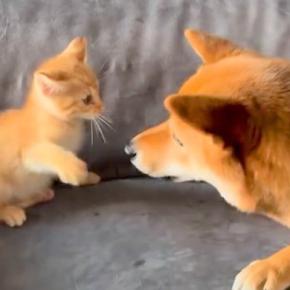 赤ちゃん猫が『はじめて犬に勝負を挑んだ』結果→小さな猫パンチを繰り返し…尊すぎる『デビュー戦』が121万再生「悶絶級の可愛さ」「平和すぎ」