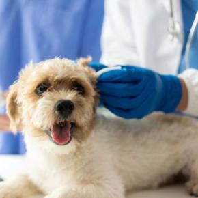 犬の体に『マダニ』がついてしまった場合のリスクとは？どれぐらい危険なの？