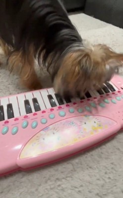 おもちゃのピアノの鍵盤を咥えて音を鳴らす犬