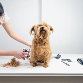 『トリミングサロン』で断られてしまう犬の特徴7選 トリマーに拒否される理由や知っておくべきことまで