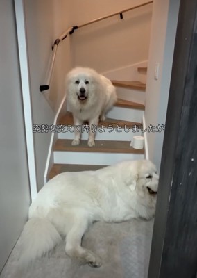 階段下から退かない犬