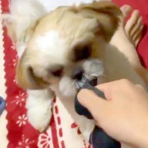 子犬との『引っ張り合い』を撮影した結果→『楽しそうだな』と思った、次の瞬間…まさかの展開に3万いいね「AI疑われるレベルw」「良い蹴りだ」