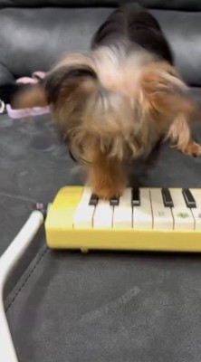 鍵盤ハーモニカに前足を乗せる犬