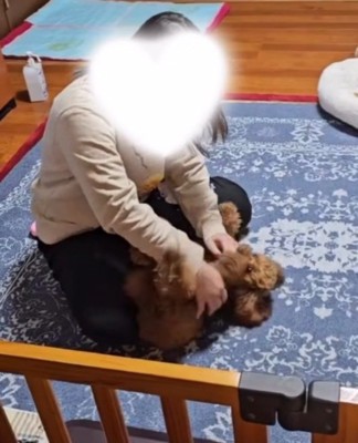 座った飼い主の腕の中に飛び込む犬