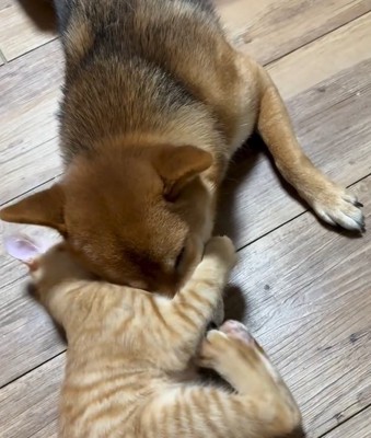 ちゃまるちゃんに抱きつくわさび君