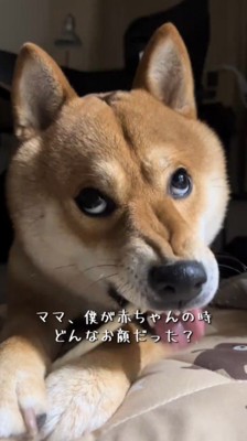 歯をむき出しておやつを食べる犬