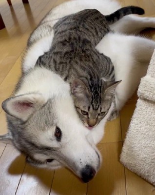 ユキちゃんは虚無顔に…！
