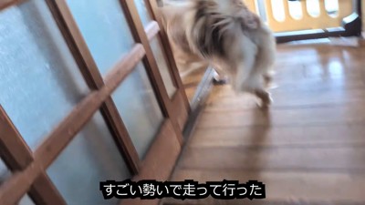 らてちゃんのもとへダッシュ!