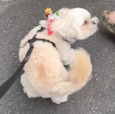男性を見てしっぽを振る犬