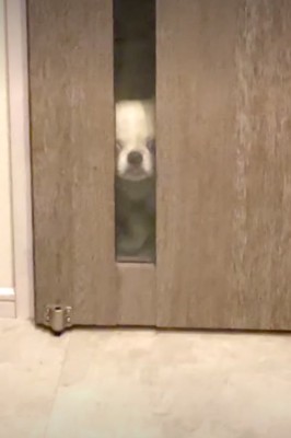 透明ガラスから覗く犬