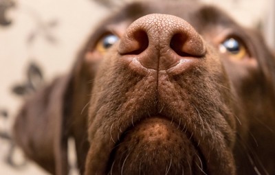 犬の鼻
