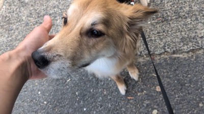 外で待機中のもかちゃん
