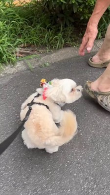 男性の近くに歩み寄る犬