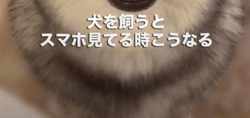 犬の顔の下