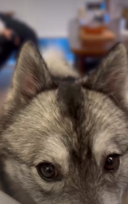 見つめる犬2