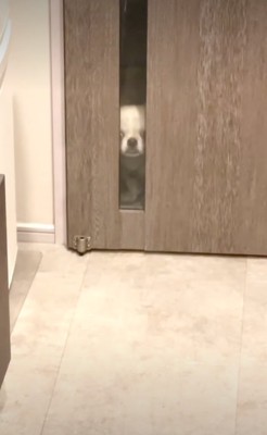 ドアの透明ガラスから覗く犬