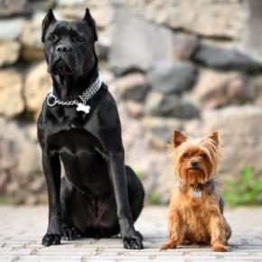 『小型犬と大型犬』お世話の違いとは？飼う前に必ず知っておくべき育て方のポイントまで