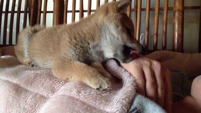 「パパ、もう朝だよ!」