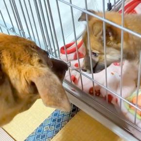 同居犬を亡くし、悲しみに暮れる犬→元気を出してほしくて、子犬を迎えた結果…あまりに尊い『初対面の光景』に反響「嬉しそう」「明らかに違う」