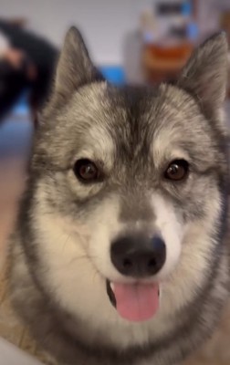見つめる犬1