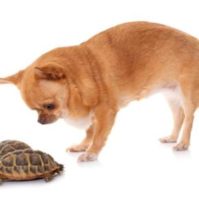 犬と一緒に飼わない方がいい生き物とは?避けるべき動物やどうしても迎えたい場合の対策まで