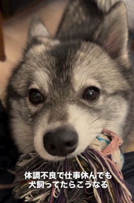 おもちゃをくわえる犬1