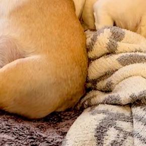 風邪気味の中、犬たちに『さんぽいく？』と聞いた結果→『喜ぶかな』と思ったら…まさかの光景が35万再生「空気読んでる」「考えてて愛おしい」