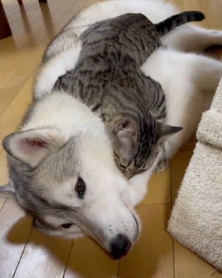 愛が止まらないサンちゃん