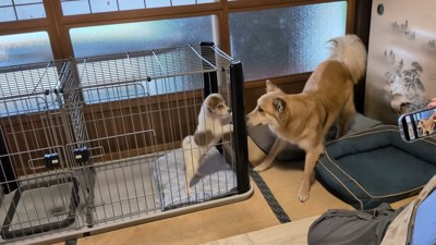 お互いに嬉しそう!
