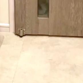 玄関に犬がいたのに気づかず、ドアを閉めてしまった結果→視線を感じたので、振り返ると…『まさかの光景』に反響「怖い怖いｗ」「圧すごくて草」
