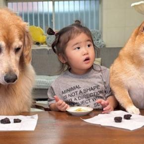 2歳の女の子と犬たちに『おやつは食べないでね』と伝えて席を離れた結果…可愛らしい光景と『戻ってきた時の反応』が30万再生「知能犯で草」