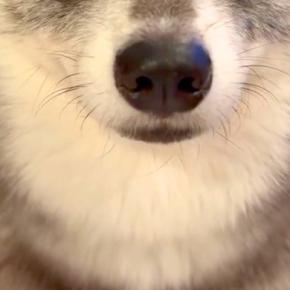 スマホをいじっていたら『スマホを見るな、俺を見ろ』と犬が圧をかけてきて…絶対に構うしかない光景が61万再生「可愛くて直視できないｗ」