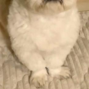 深夜3時、赤ちゃんに授乳をしようとするママ→ふと横を見てみると、犬が…優しくて心強い『尊い光景』が17万再生「参加してる」「優しい子」