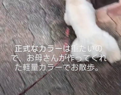 お散歩中のワンコが首に付けているのは…?