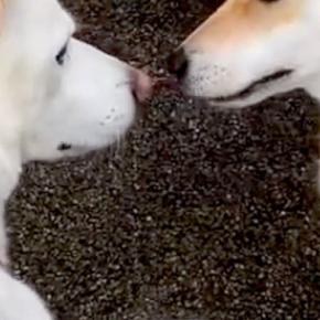犬が亡くなる1週間前、『大親友のワンコ』に会いに行った結果→体調が悪いのに…涙が出る『最期のご挨拶』が15万再生「素敵…」「最高の笑顔」
