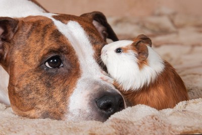 犬とモルモット