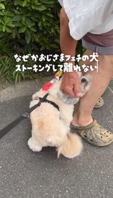 男性の足にもたれかかる犬