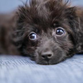 犬の『視線』から分かる5つの気持ち じっと見つめてくるのはなぜ?愛犬と心を通わせるための接し方まで