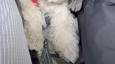 後部座席に目をやると…?