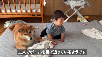 ボール遊びをしています