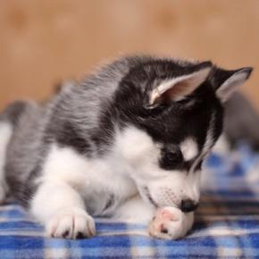 【獣医師執筆】犬の指間炎|原因や症状から治療法まで解説