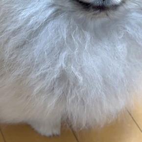 子犬に『お鼻食べていい?』と100回ほど聞いてみた結果→まるで人間のような『苦笑い』に爆笑続々「プロのかわし方w」「すごい愛想笑いで草」