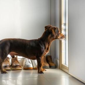 『留守番が苦手な犬』の共通点5選 不安を感じさせないためにはどうしたらいいの?孤独を解消する方法まで